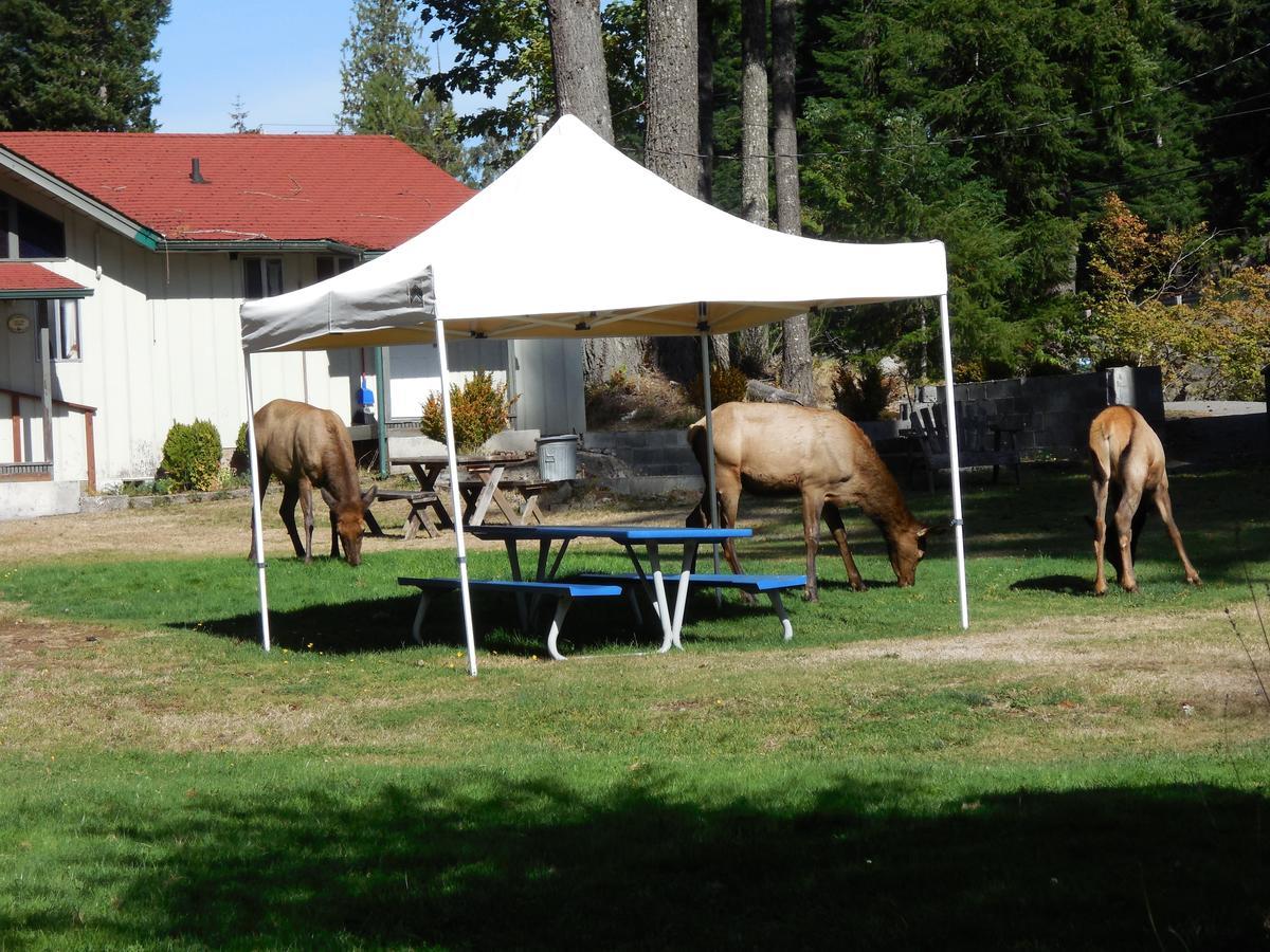 Mountain View Lodge - No Pets Allowed Packwood Esterno foto